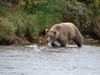 Brown Bear